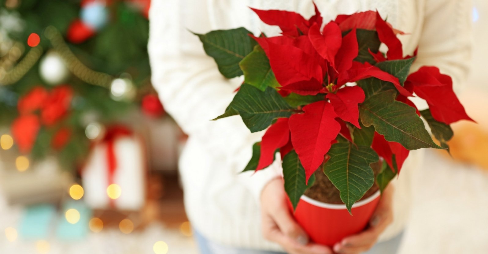 keep a poinsettia looking good longer | my garden life